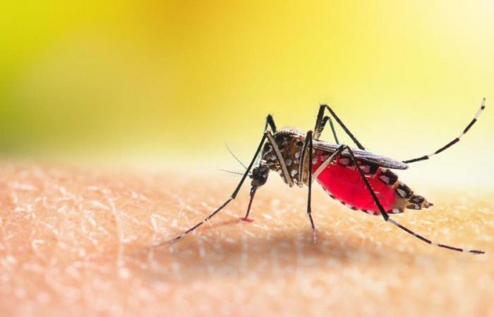 Une épidémie de dengue déclarée en Guadeloupe