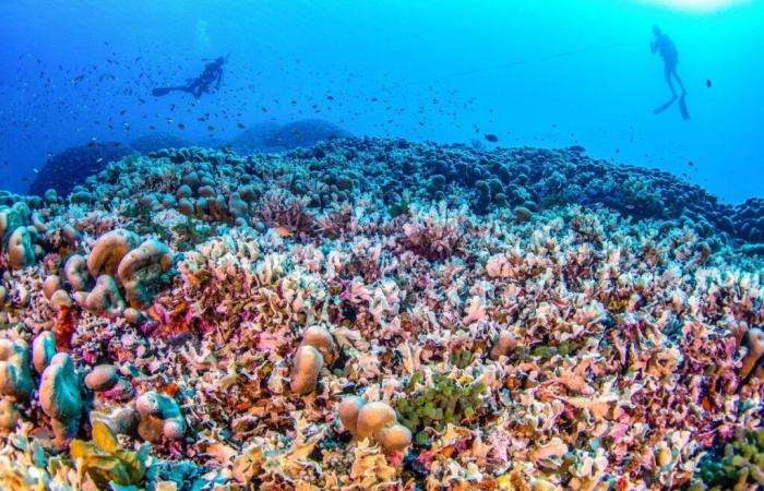 Le plus gros corail du monde découvert aux Îles Salomon