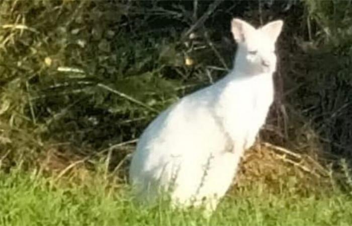 Un wallaby blanc se promène en liberté dans une commune de Vendée