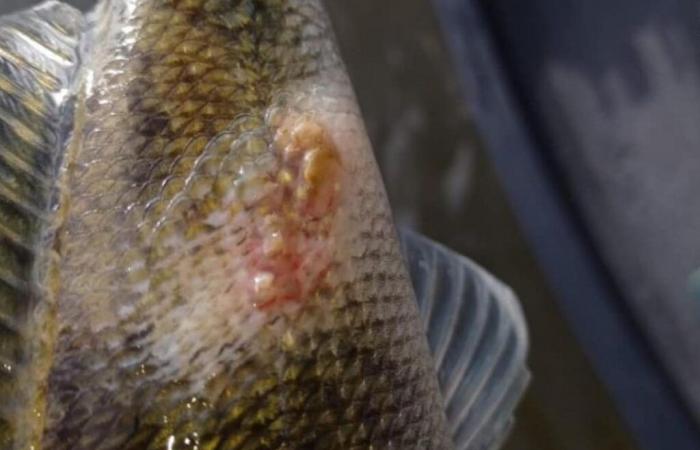 pourquoi demande-t-on de l’aide aux pêcheurs lundi matin sur le Lot ?