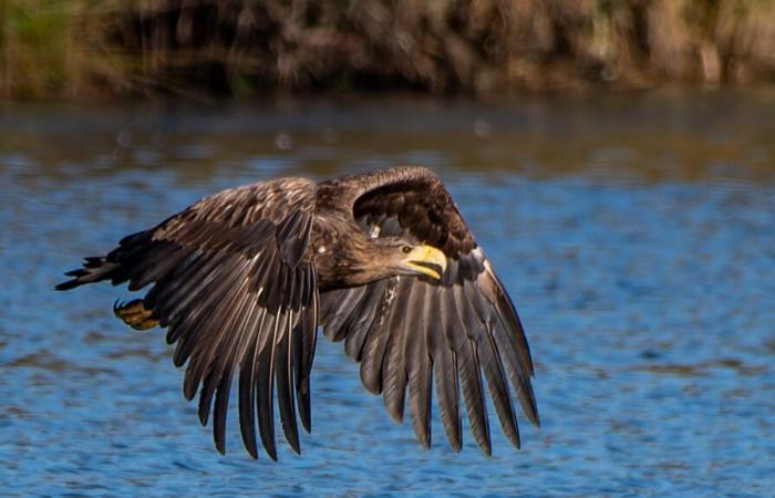 une plateforme pour aider les rapaces à faire leur nid en Brenne