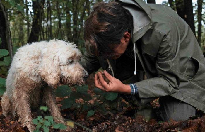 La truffe blanche, « l’or blanc » de l’Italie menacée par le climat