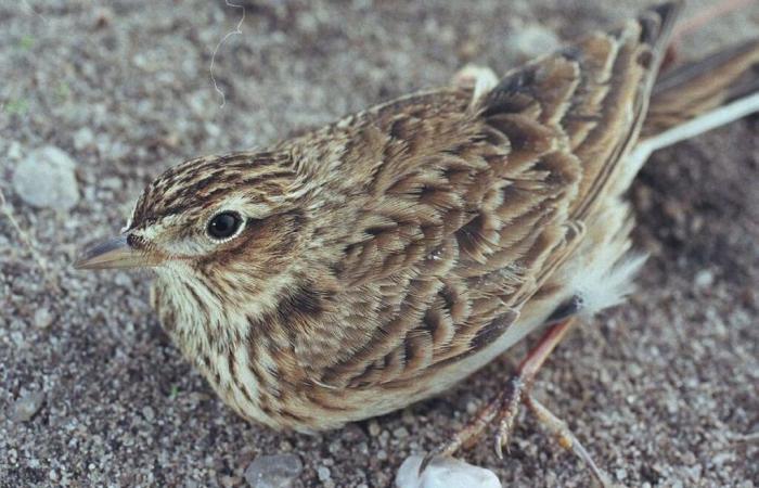 la justice autorise la poursuite des captures d’alouettes à des fins scientifiques