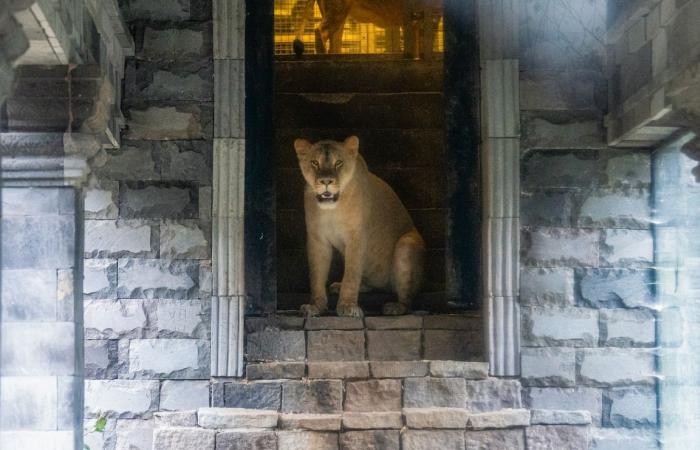 les lionnes sauvées d’Ukraine sont désormais visibles au public (PHOTO et VIDEO)