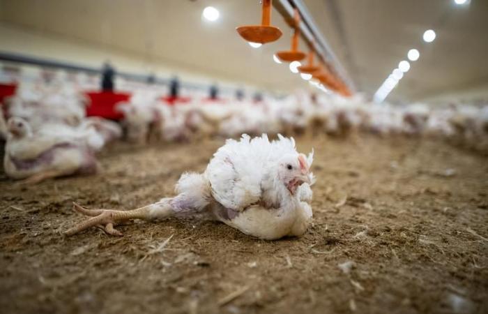 Contrôler la boiterie du poulet liée aux germes d’E. cecorum