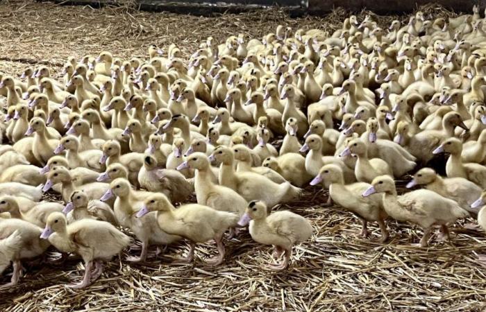 Un foyer de grippe aviaire détecté à Saint-Etienne-d’Orthe, le deuxième dans les Landes