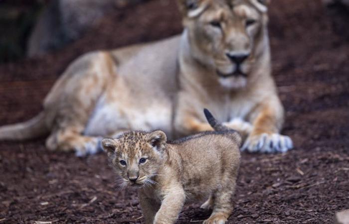 Un lionceau de l’Atlas est né à Rabat, signe d’espoir pour l’espèce