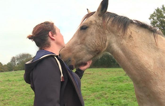 La mort de la jument Altesse de la Serre, tuée par un chasseur, sème la zizanie sur les réseaux sociaux