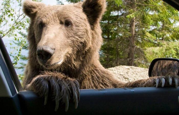 Ils se déguisent en ours pour détruire des voitures de luxe