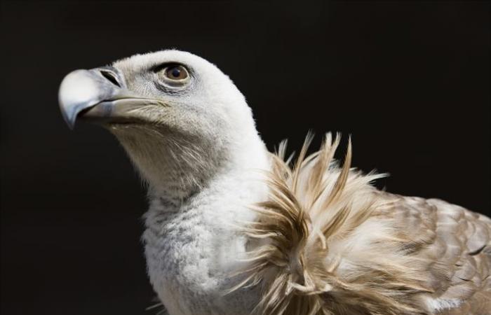 L’État autorise l’effarouchement des vautours en Aveyron – LPO (Ligue de Protection des Oiseaux)