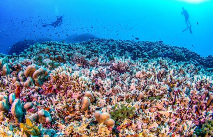 Océan Pacifique | Le plus gros corail du monde découvert aux Îles Salomon