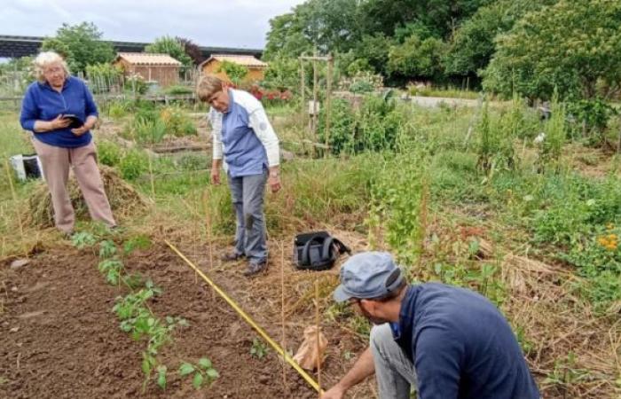 Des associations de plantes potagères à grande échelle sont-elles possibles ?