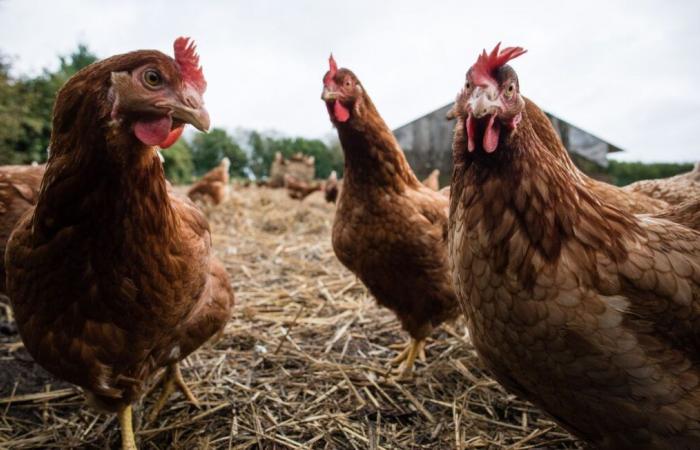 La préfecture adopte de nouvelles mesures face au risque accru de grippe aviaire