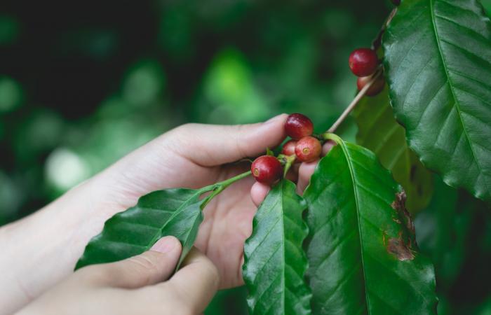 voici les 7 aliments à manger quand on en souffre