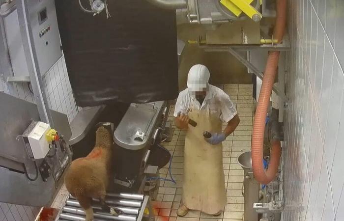 un abattoir de Savoie approvisionnant Super U, Intermarché et E.Leclerc visé par L214