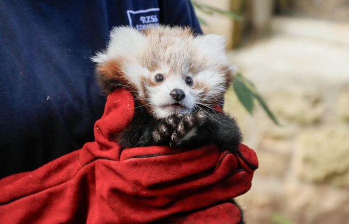 Après la mort de ce petit panda roux, le zoo d’Édimbourg accuse les feux d’artifice