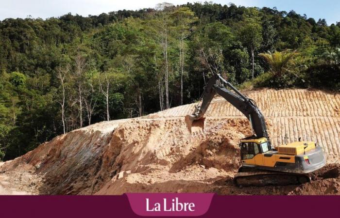 La loi contre la déforestation ciblée par les députés conservateurs