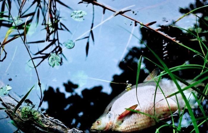 Des poissons menacés par le réchauffement climatique dans les fleuves du Maine-et-Loire