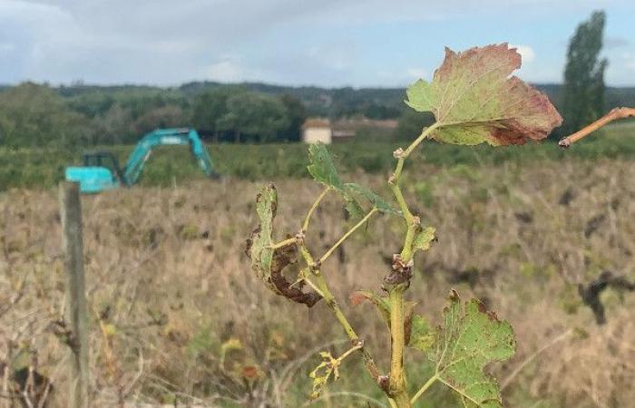 27 451 ha de vignes à arracher définitivement, 40 millions d’euros à réaffecter et un arrachage temporaire à négocier