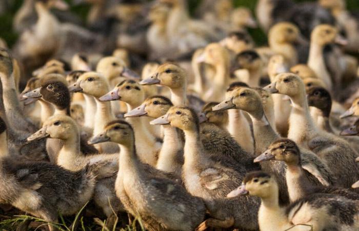 Landais. Deuxième cas de grippe aviaire détecté, 6 000 canards euthanasiés