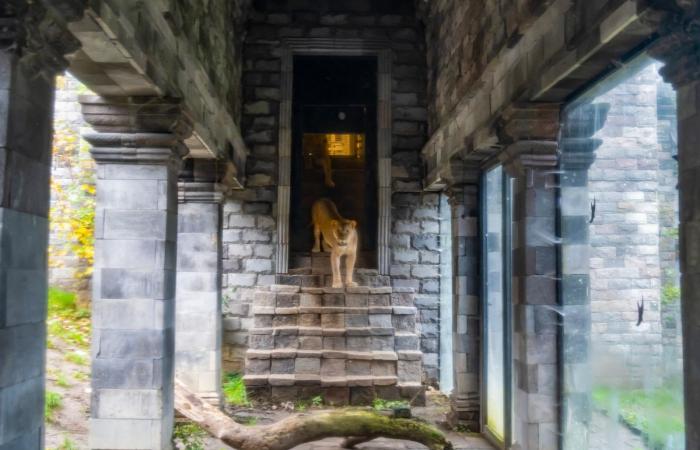 les lionnes sauvées d’Ukraine sont désormais visibles au public (PHOTO et VIDEO)