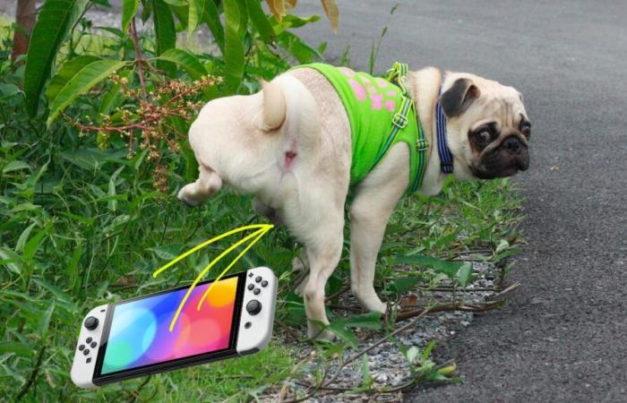 Nintendo demande aux utilisateurs de Switch de ne pas laisser leurs animaux uriner sur leur console