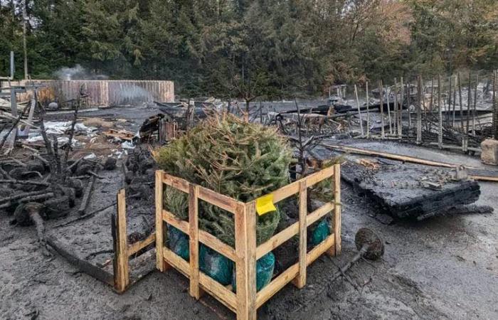 Faits divers. Un incendie ravage un entrepôt de sapins de Noël dans le Morvan