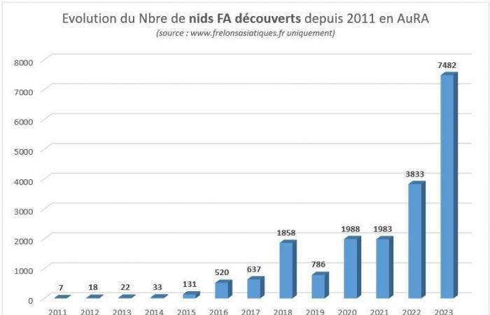 Cette inquiétante invasion du frelon asiatique en Haute-Loire