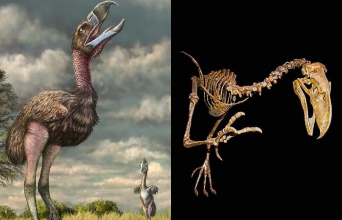 Un fossile oublié dans un musée confirme le long règne de l’oiseau de la terreur en Amérique du Sud !