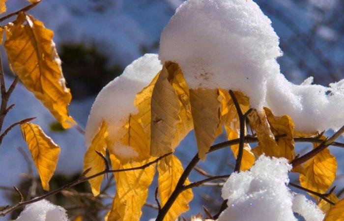 la neige flirtera avec la plaine !