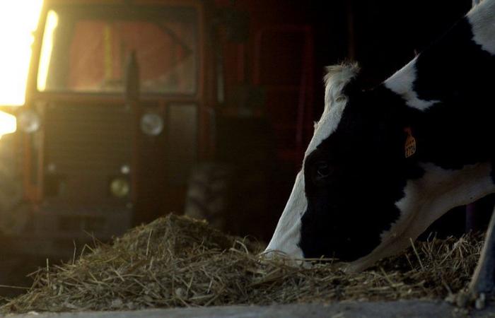 un abattoir suspendu pour « actes de cruauté » après la plainte de L214