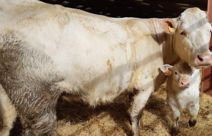 160 bovins participent ce week-end au concours interministériel Boussac Charolais