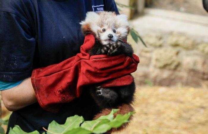 Victime d’une crise de stress provoquée par un feu d’artifice, ce petit panda roux est mort dans un zoo