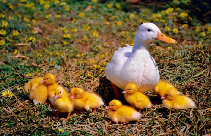 Détection d’un deuxième foyer dans un élevage de canards des Landes