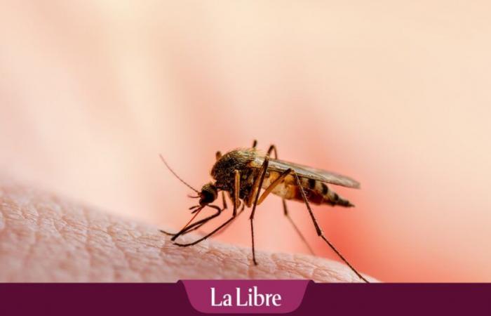 La Guadeloupe face à une épidémie de dengue