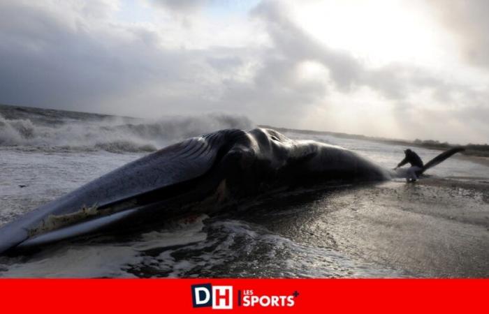 une baleine échouée probablement victime d’un sonar militaire