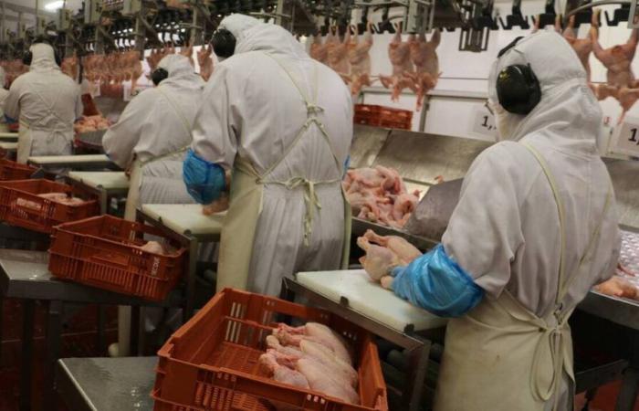 A Chailland, l’abattoir de poulets SNV monte en puissance