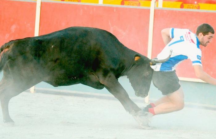 « Ne dénatureons pas ce beau programme »… sans vaches, la ville de Bayonne refuse à son tour de participer au retour du jeu télé