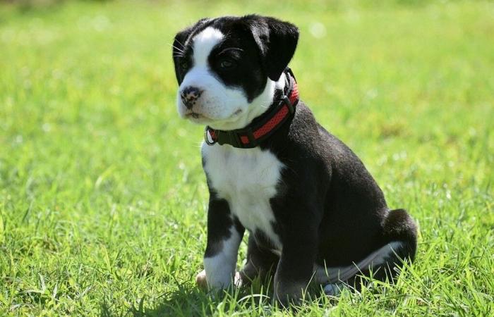 Savoie. Une association de défense des animaux veut interdire la foire aux chiots de Chambéry