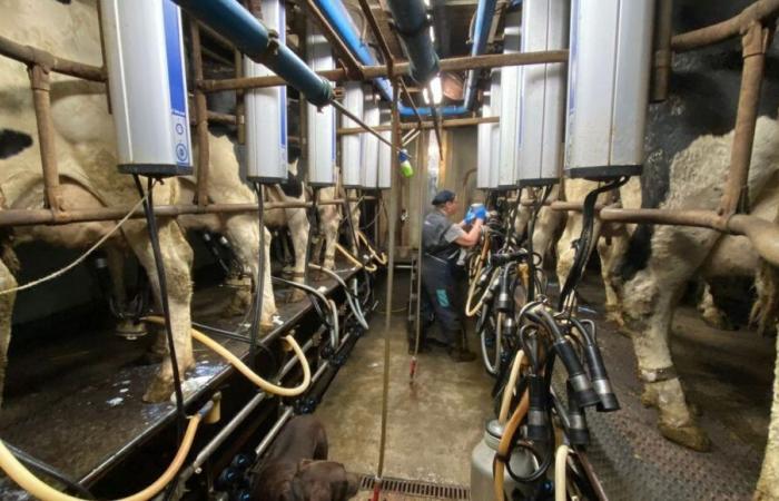 EN DIRECT – France Bleu Normandie passe la matinée à la ferme de La Vache de Louvicamp au Mesnil-Mauger