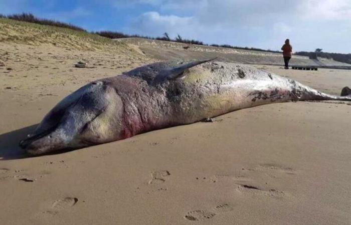 Une baleine échouée en 2021 probablement victime d’un sonar militaire