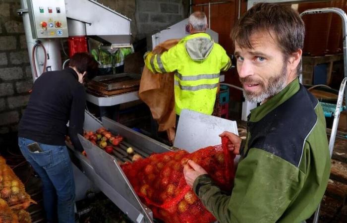 Dans la Manche, ses pommes devraient lui rapporter 5 000 litres de jus et 15 000 bouteilles de cidre en