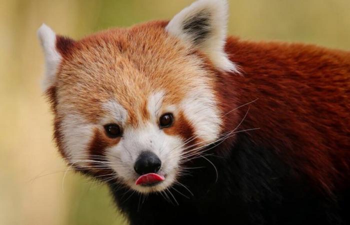 Un bébé panda roux meurt de stress au zoo à cause d’un feu d’artifice