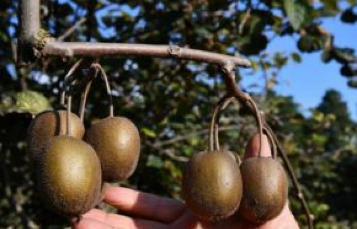 Kiwis au bon goût du Vaucluse