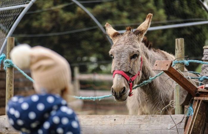 Une septuagénaire et ses deux enfants reconnus coupables de maltraitance animale