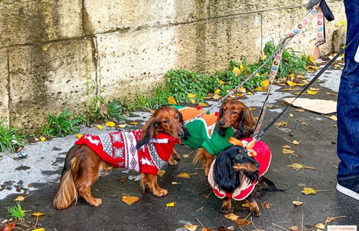 la balade des teckels revient dans la capitale ce week-end !