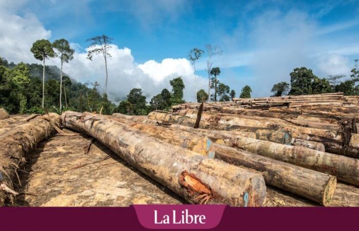 une alliance de la droite et de l’extrême droite obtient le report de la loi européenne contre la déforestation