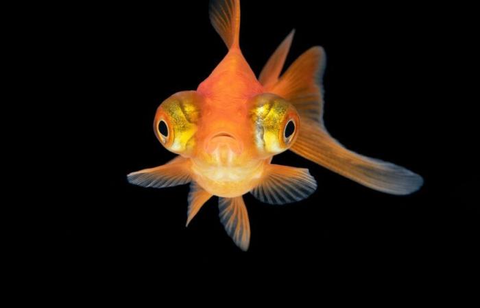 Poisson rouge : la domestication a sélectionné des malformations