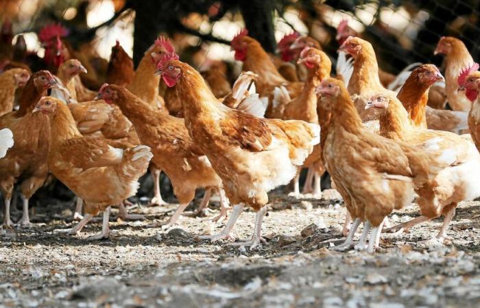 A Lamballe-Armor, 1 000 poules et 500 canards euthanasiés sur décision de la préfecture