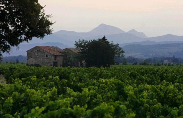 Adapter les vignes de l’appellation Ventoux au réchauffement climatique, le Vaucluse y réfléchit